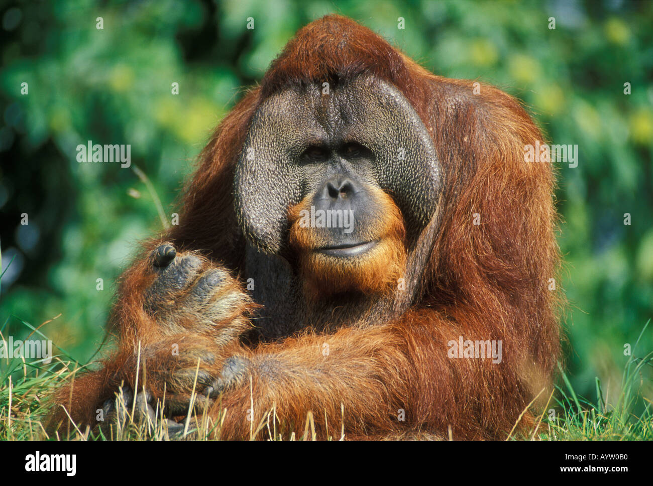 Sumatran orangutan, Pongo abelii, au Durrell Wildlife conservation Trust, Jersey Zoo, Trinity, Jersey, Channel Islands, Royaume-Uni, Europe Banque D'Images