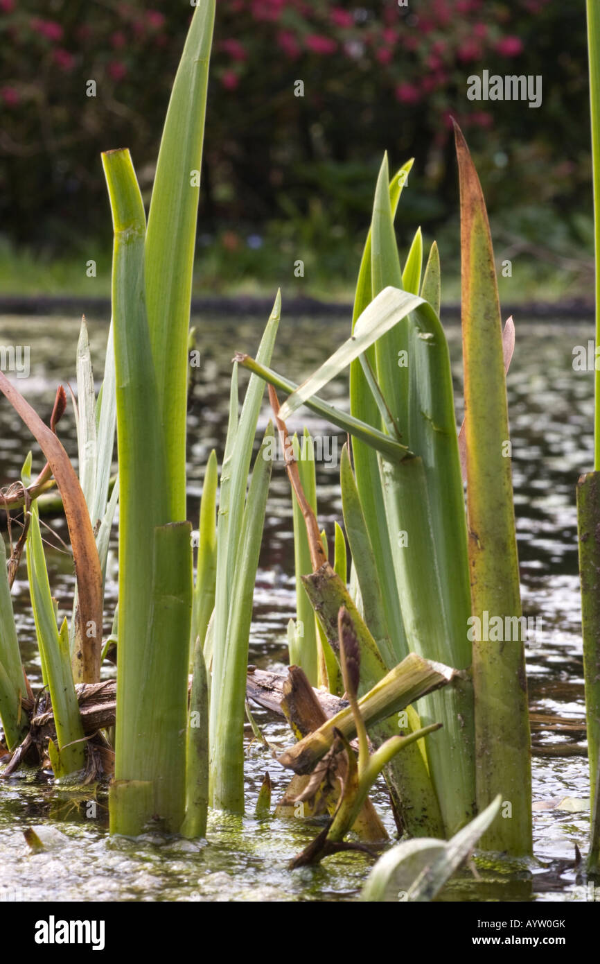 Tourné sur le côté des feuilles d'un drapeau jaune, l'Iris pseudacorus Iris, dans un étang. Avril 2008, les Pays-Bas Banque D'Images