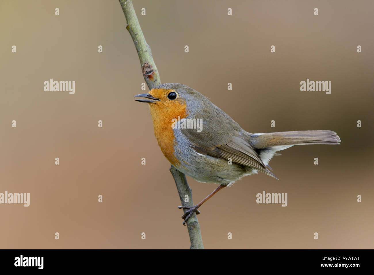 Erithacus rubecula aux abords d'alerte à la direction générale de l'article sur Potton Bedfordshire Banque D'Images