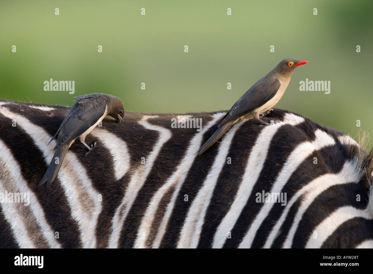 Redbilled Buphagus erythrorhynchus oxpeckers sur zebra Ithala game reserve Ntshondwe Kwazulu Natal Afrique du Sud Banque D'Images