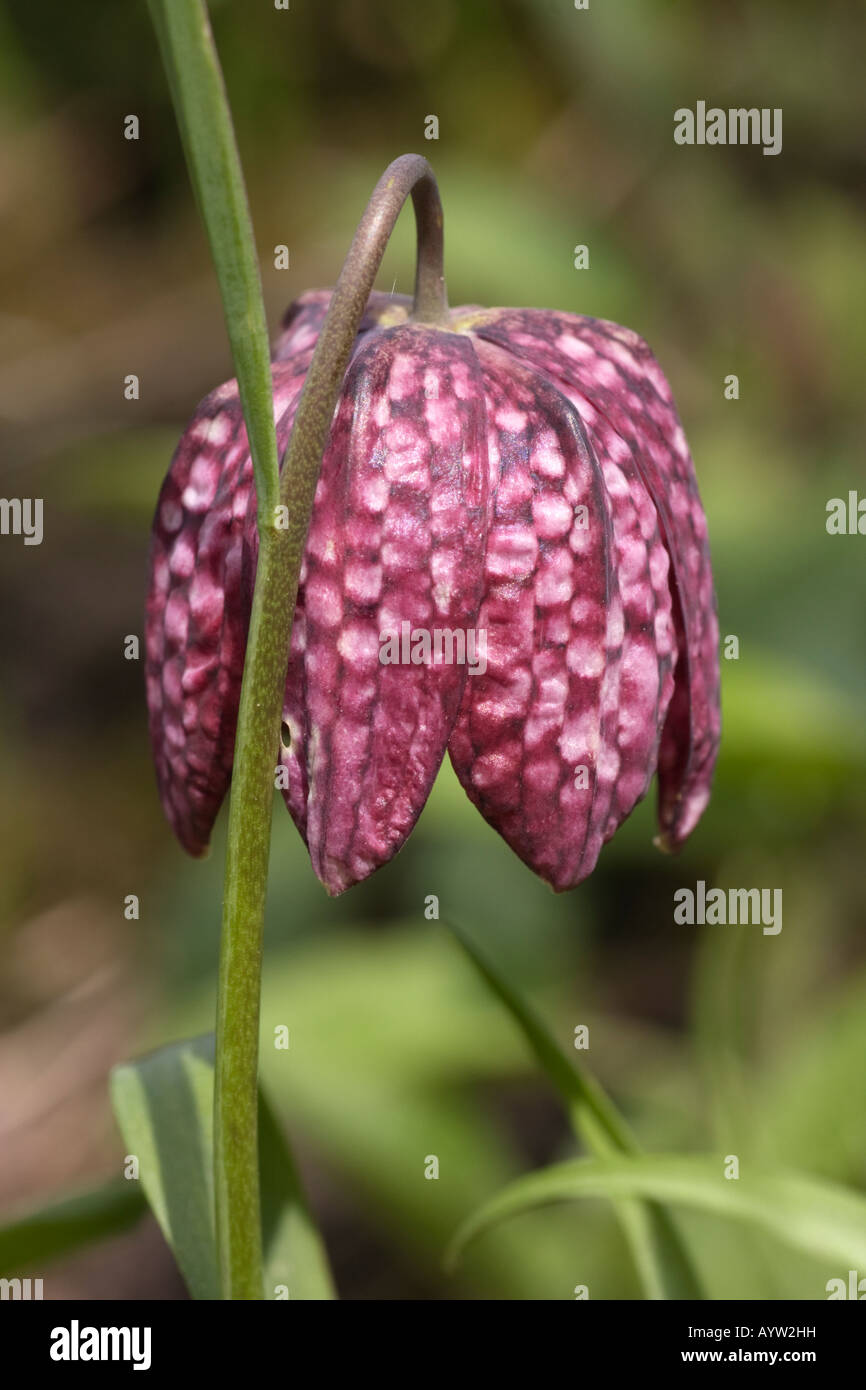 Gros plan des fleurs à carreaux violet et blanc d'une tête du serpent Fritillary, Fritillaria meleagris. Banque D'Images