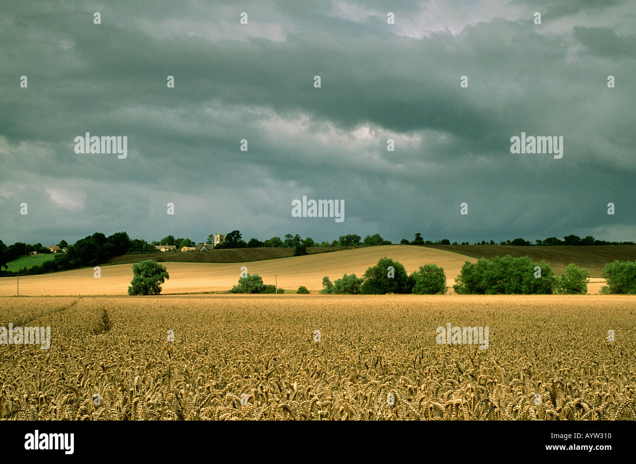 De belles terres agricoles vallonnées douce avec la récolte de blé prêt pour la récolte. Banque D'Images