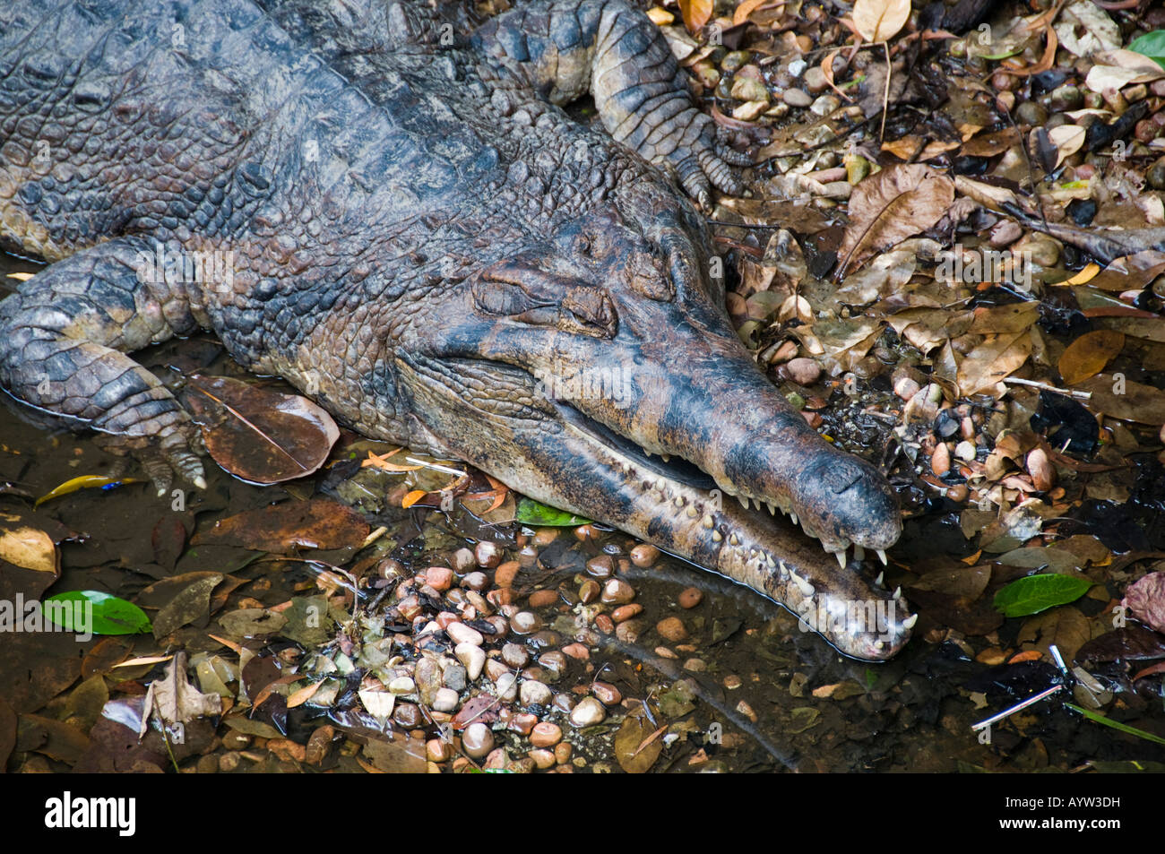 Faux gavial du Gange Banque D'Images