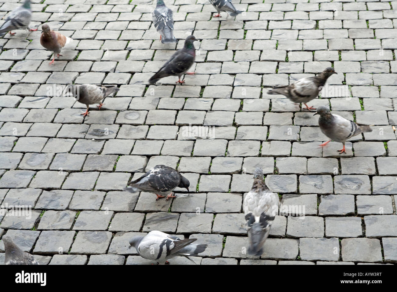 Nourrir les pigeons à St Peters Square à Rome Italie Banque D'Images