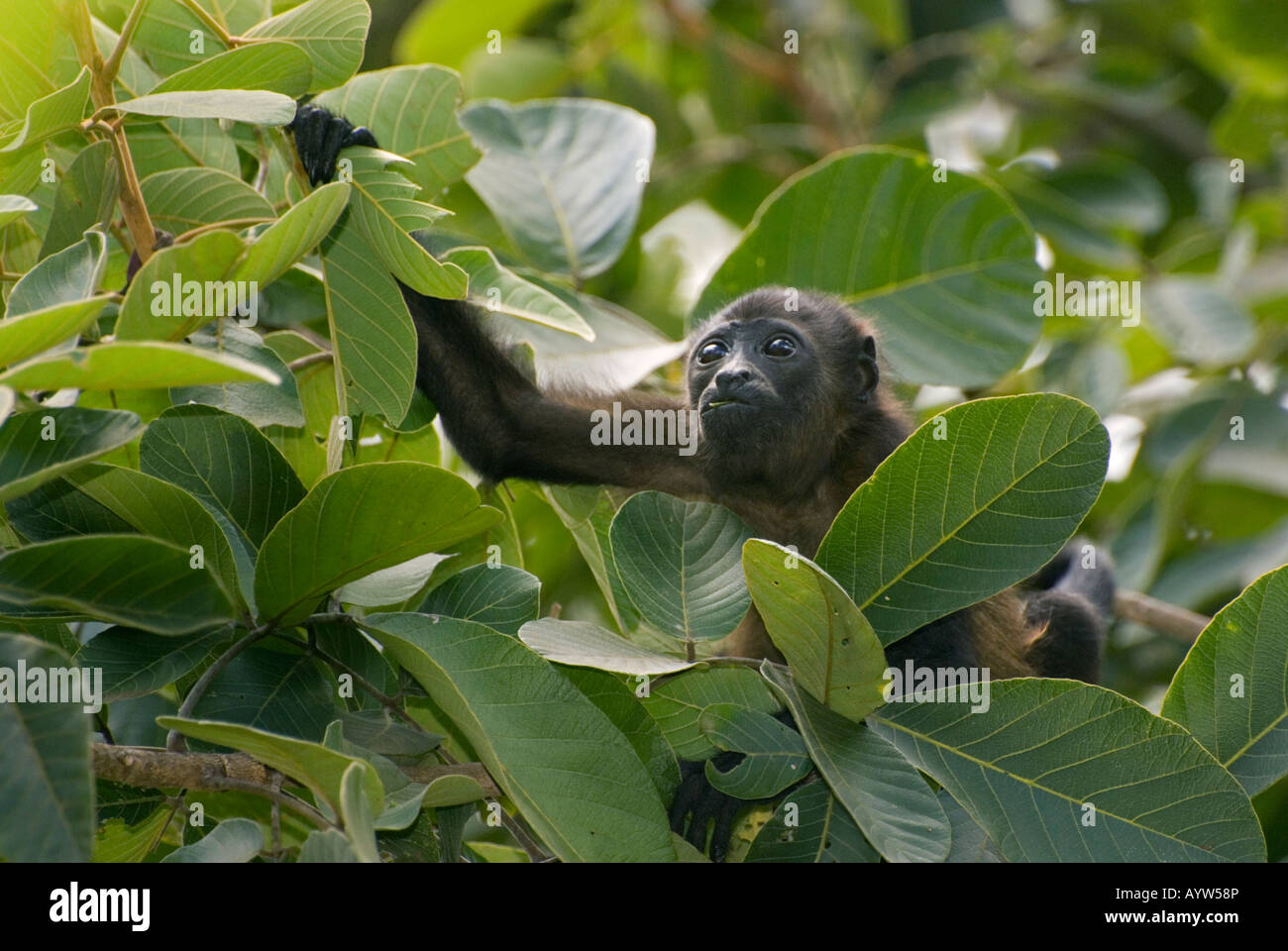 Manteau Singe hurleur (Alouatta palliata) pour nourrir bébé dans l'arbre, sauvage, Péninsule de Nicoya AU COSTA RICA Banque D'Images