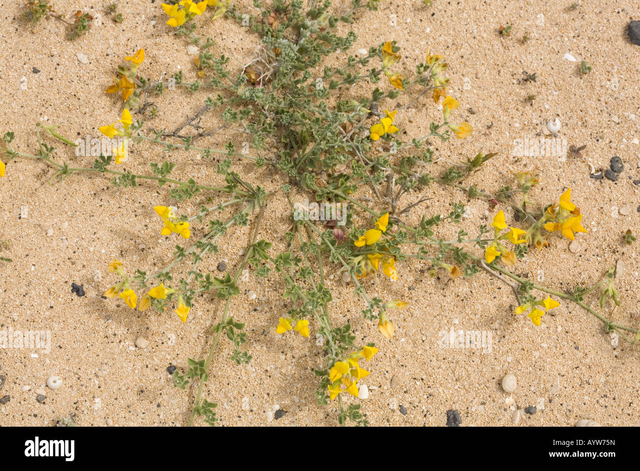 Restharrrow (Ononis sp.) croissant dans le sable Banque D'Images