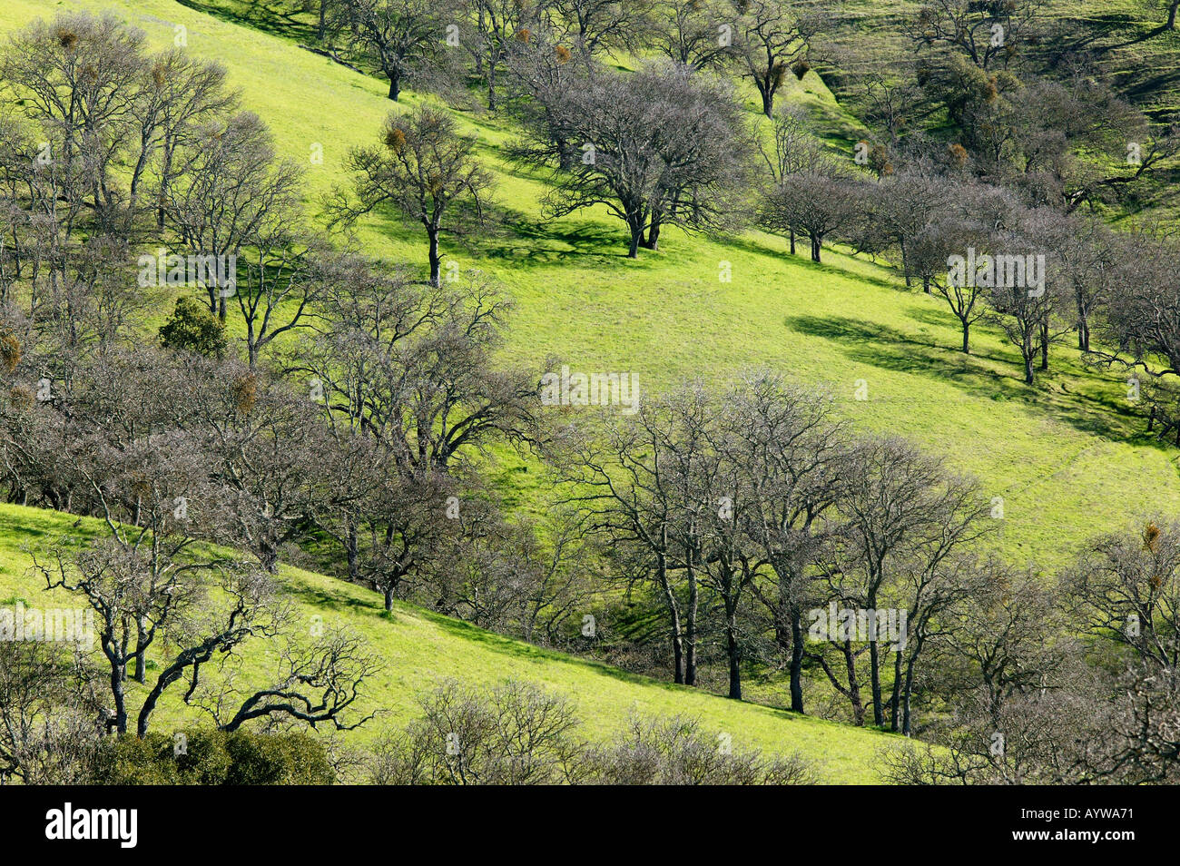 De vertes collines de chênes Mt Diablo State Park en Californie Banque D'Images