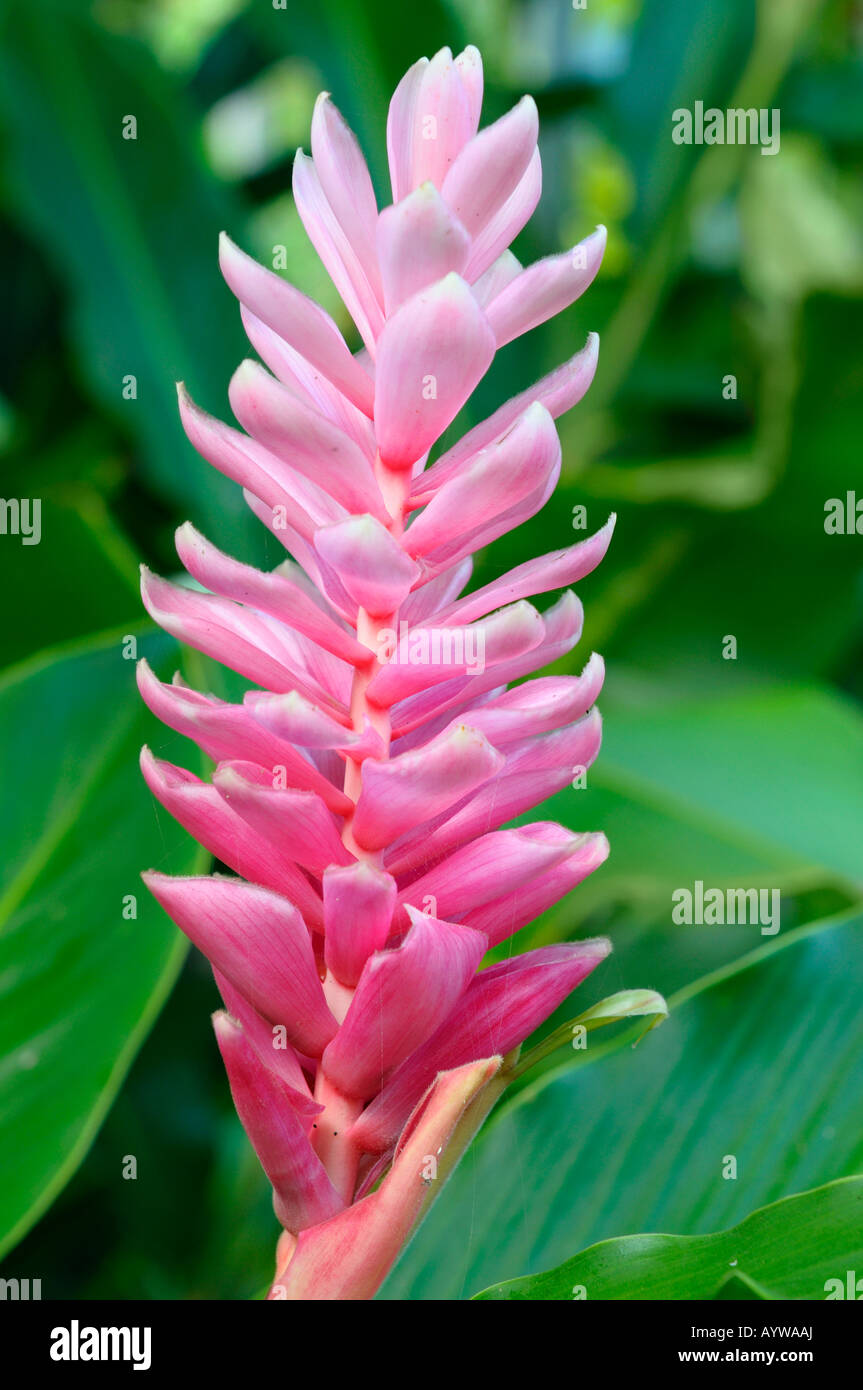 Ornement rose fleur de gingembre avec des feuilles vertes dans un jardin tropical Costa Rica Banque D'Images