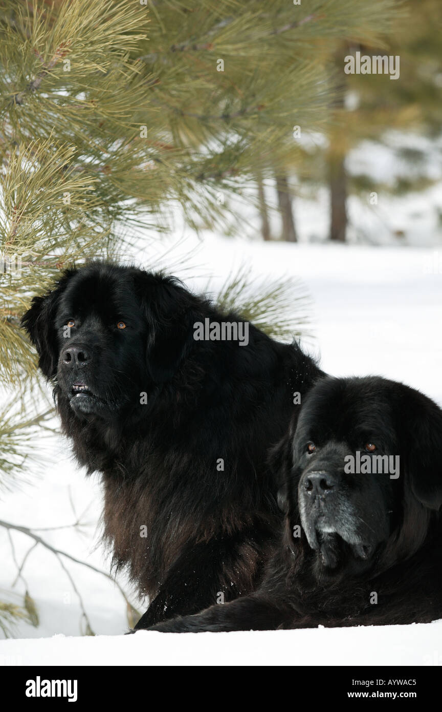 Portrait de chien de race Terre-Neuve dans la neige Banque D'Images