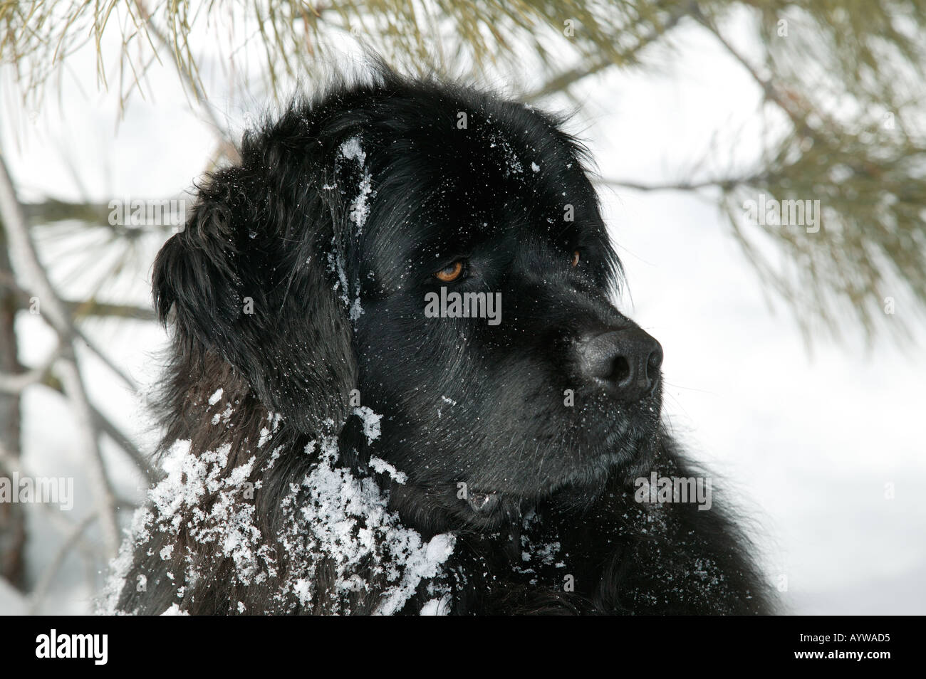 Portrait de chien de race Terre-Neuve dans la neige Banque D'Images