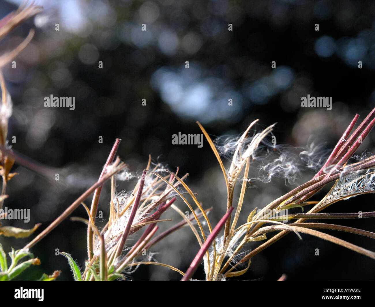 La dissémination des graines de Rosebay Willowherb Banque D'Images
