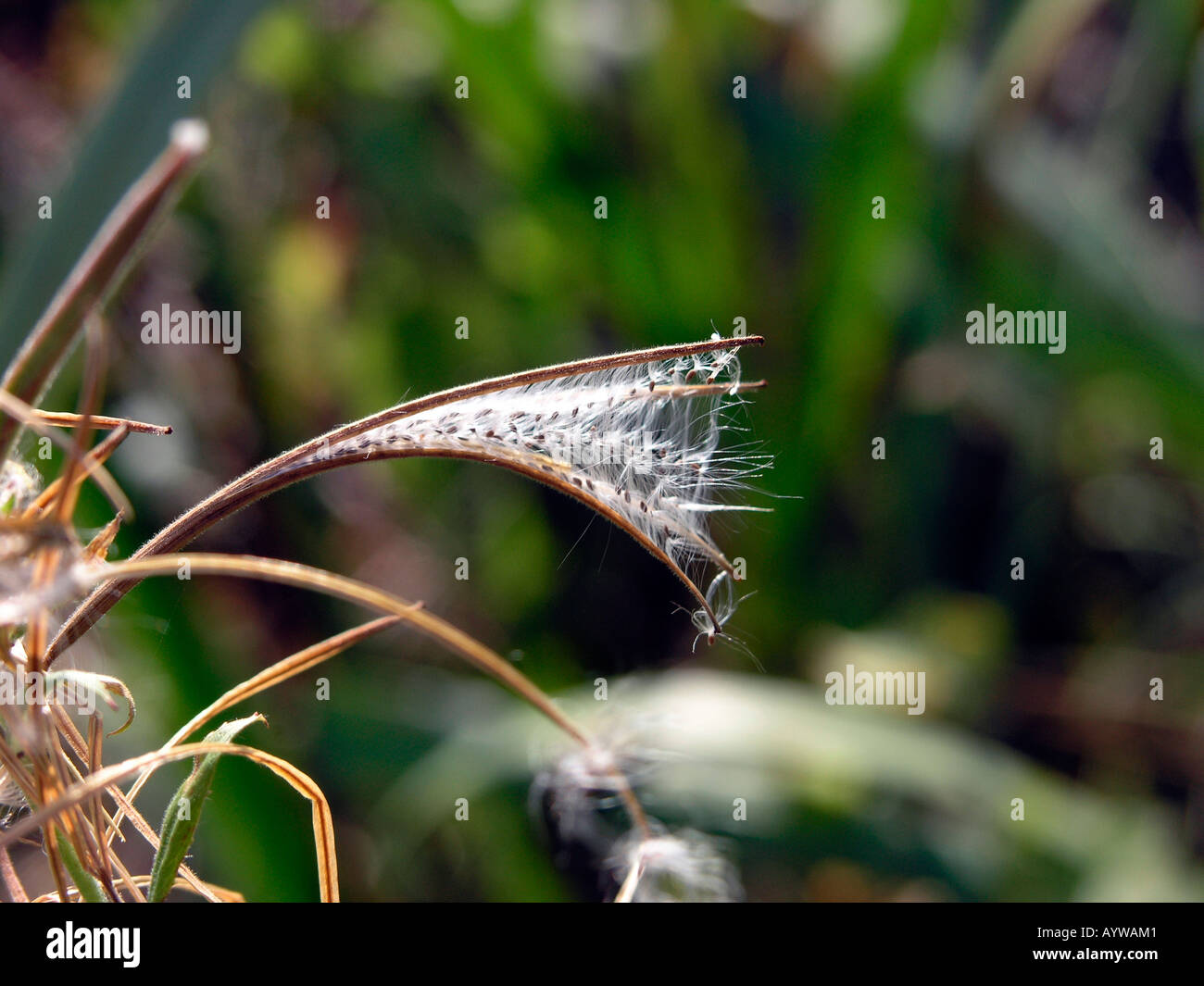 La dissémination des graines de Rosebay Willowherb Banque D'Images