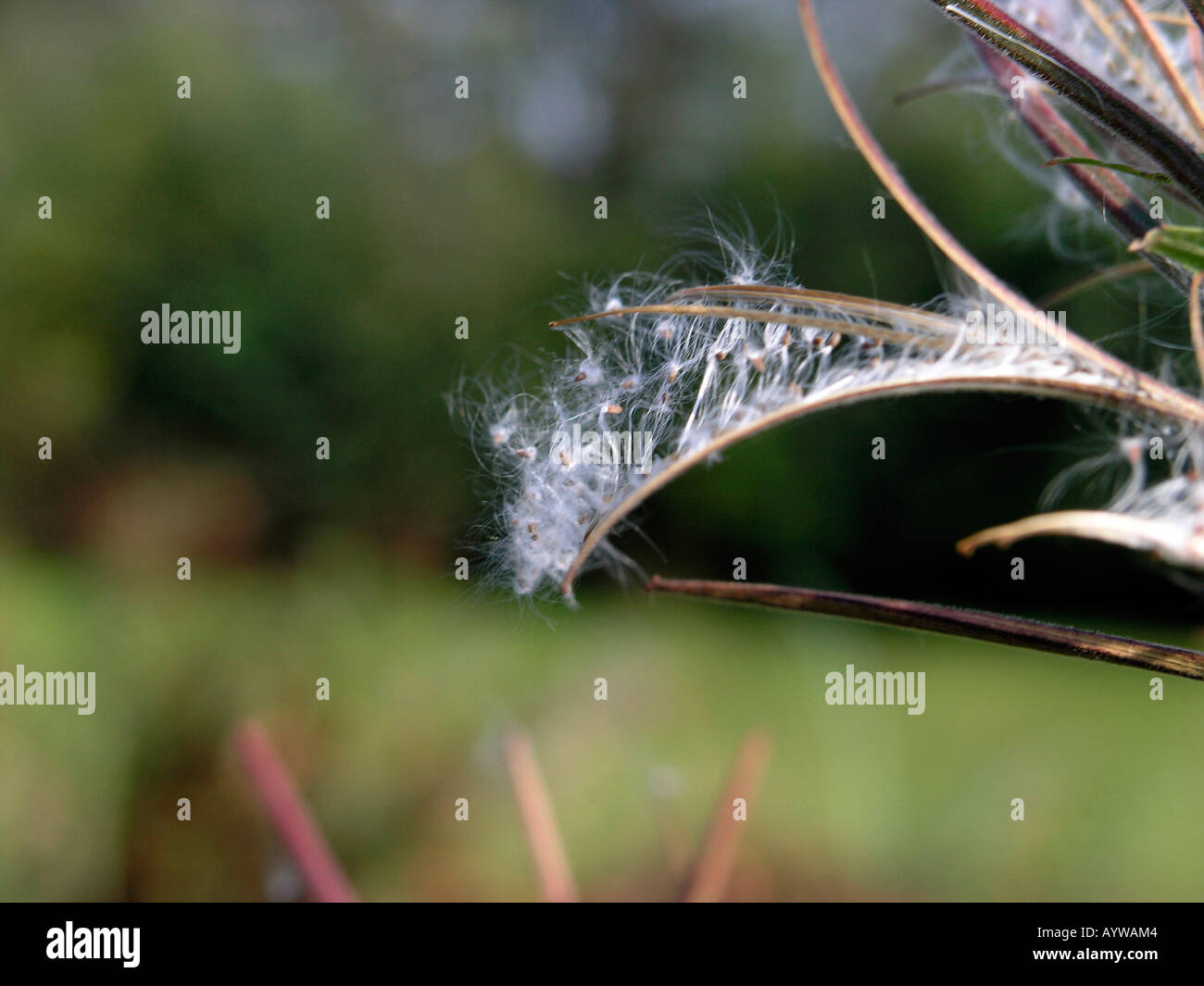La dissémination des graines de Rosebay Willowherb Banque D'Images