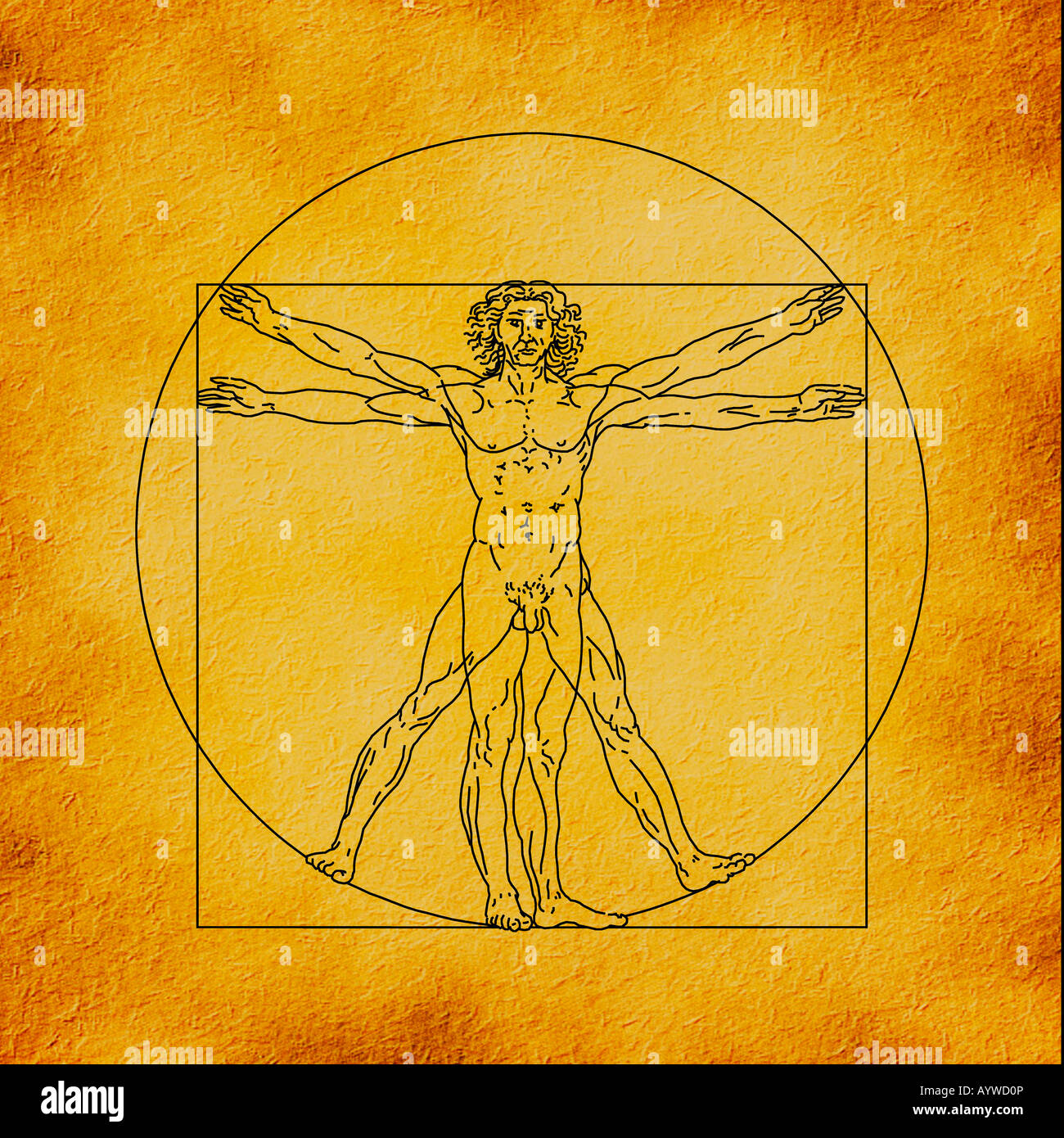 1490 Homme de Vitruve par Leonardo da Vinci 1452-1519 Dessin, plume et encre Banque D'Images