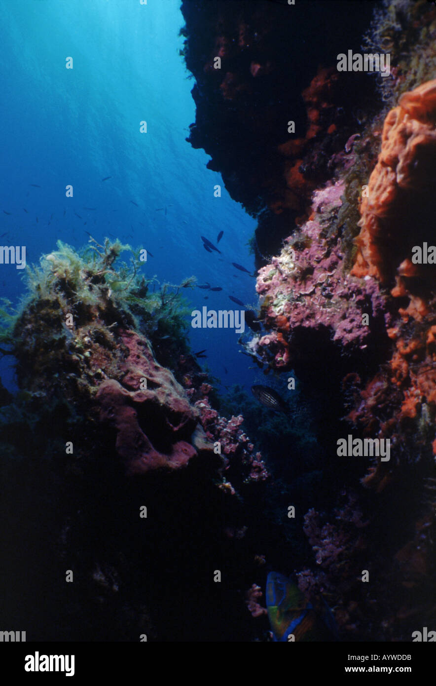 Scène sous-marine méditerranéenne, en regardant vers la surface d'un bleu profond entre les rochers incrustés d'algues et d'éponges orange mauve Banque D'Images