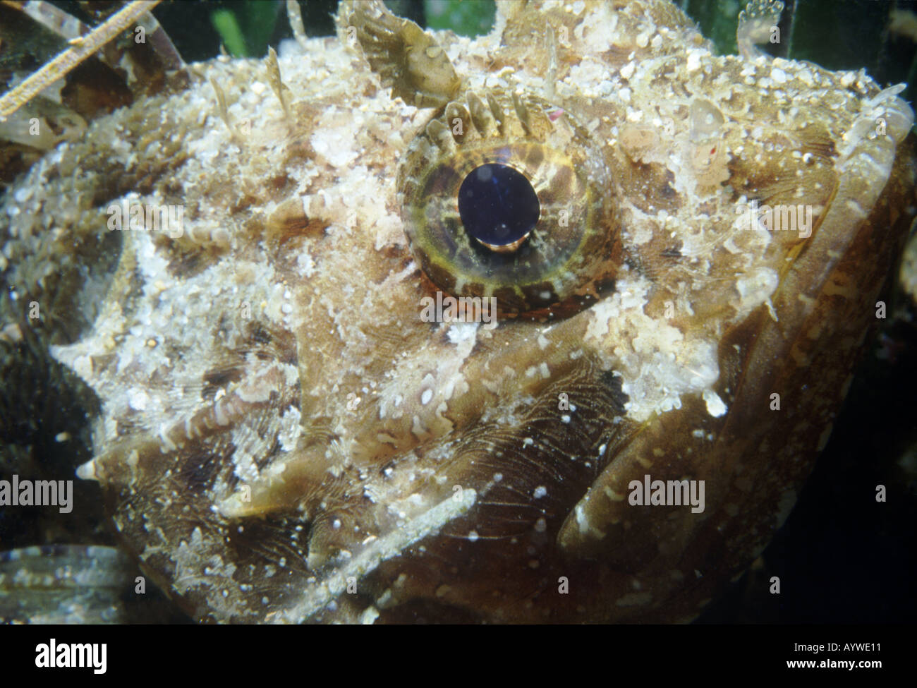 Gros plan de la tête de poisson scorpion Scorpaena porcus Banque D'Images