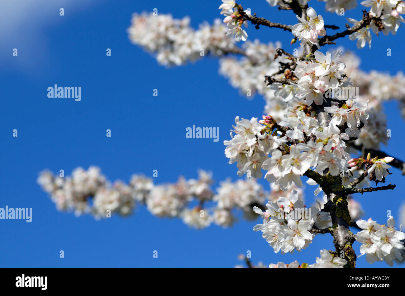 Prunus annonce cluster woodfield à petites fleurs blanches fleurs de cerisier d'ornement fleur fleur Banque D'Images
