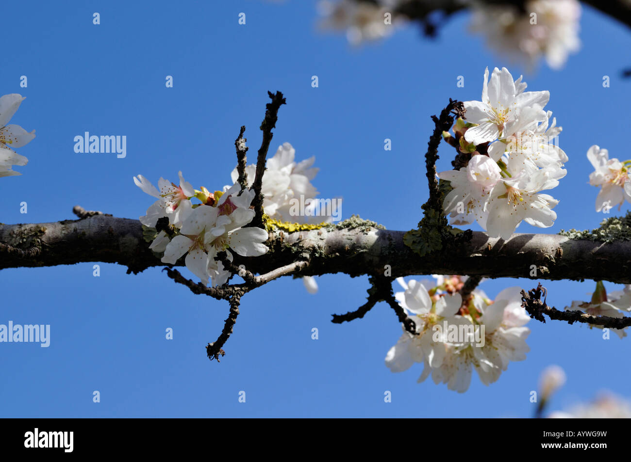 Prunus annonce cluster woodfield à petites fleurs blanches fleurs de cerisier d'ornement fleur fleur Banque D'Images