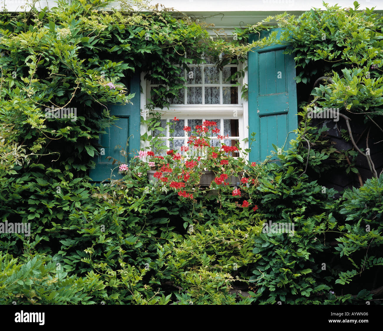 Blumenfenster vom Efeu, Solingen-Graefrath zugewachsen rapide, région du Bergisches Land, Nordrhein-Westfalen Banque D'Images