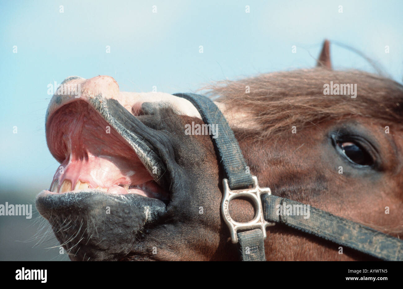 Chevaux Paso péruviens Paso Peruano caballo de Paso Peruano Banque D'Images