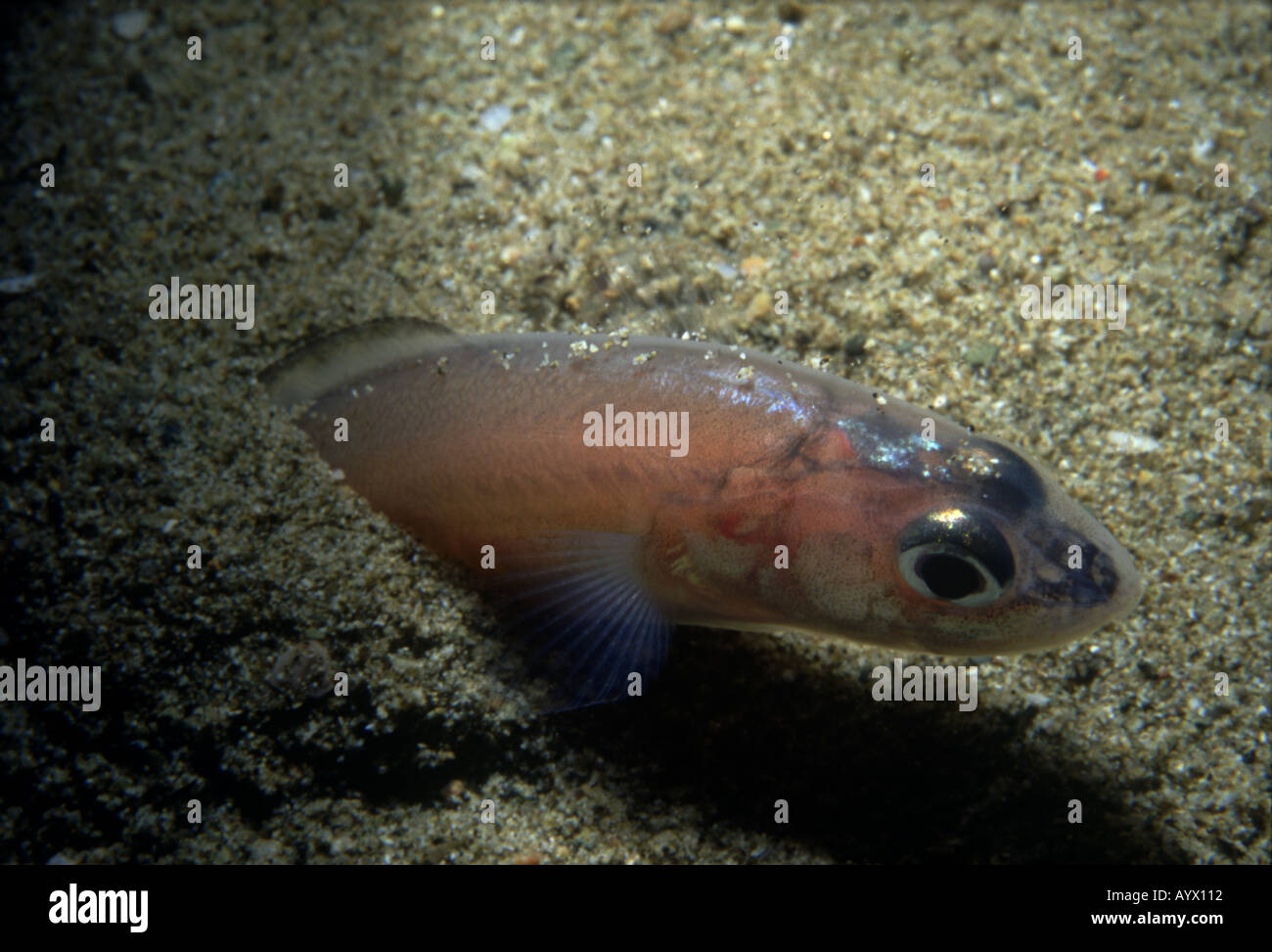 "Snake" Ophidion Blackfin blennies barbatum tailfirst fouisseurs dans le sable pour se cacher. La mer Égée Banque D'Images