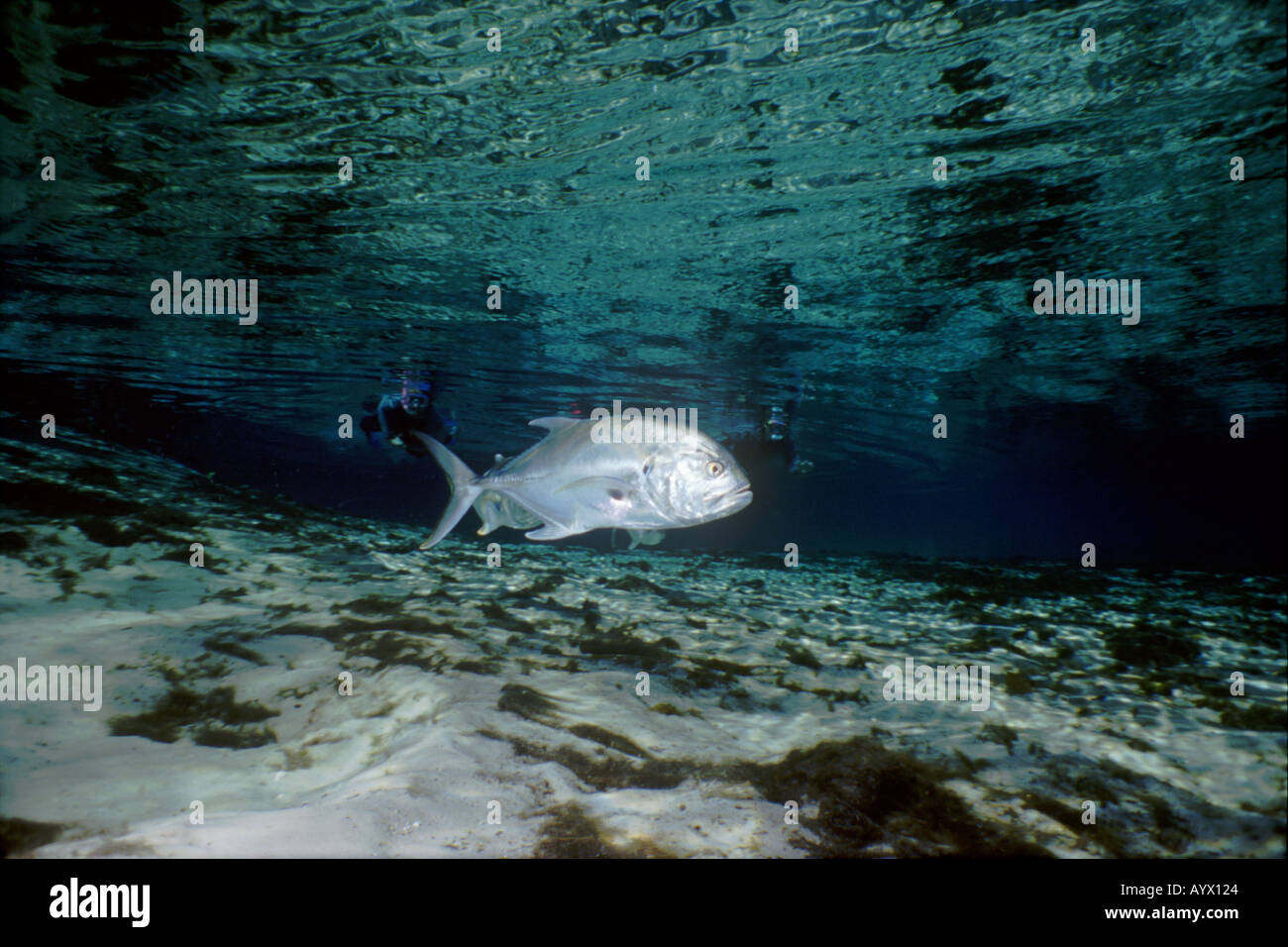 Jack Crevalle en passant en face de plongeurs dans les eaux bleu clair de Crystal Spring en Floride Banque D'Images