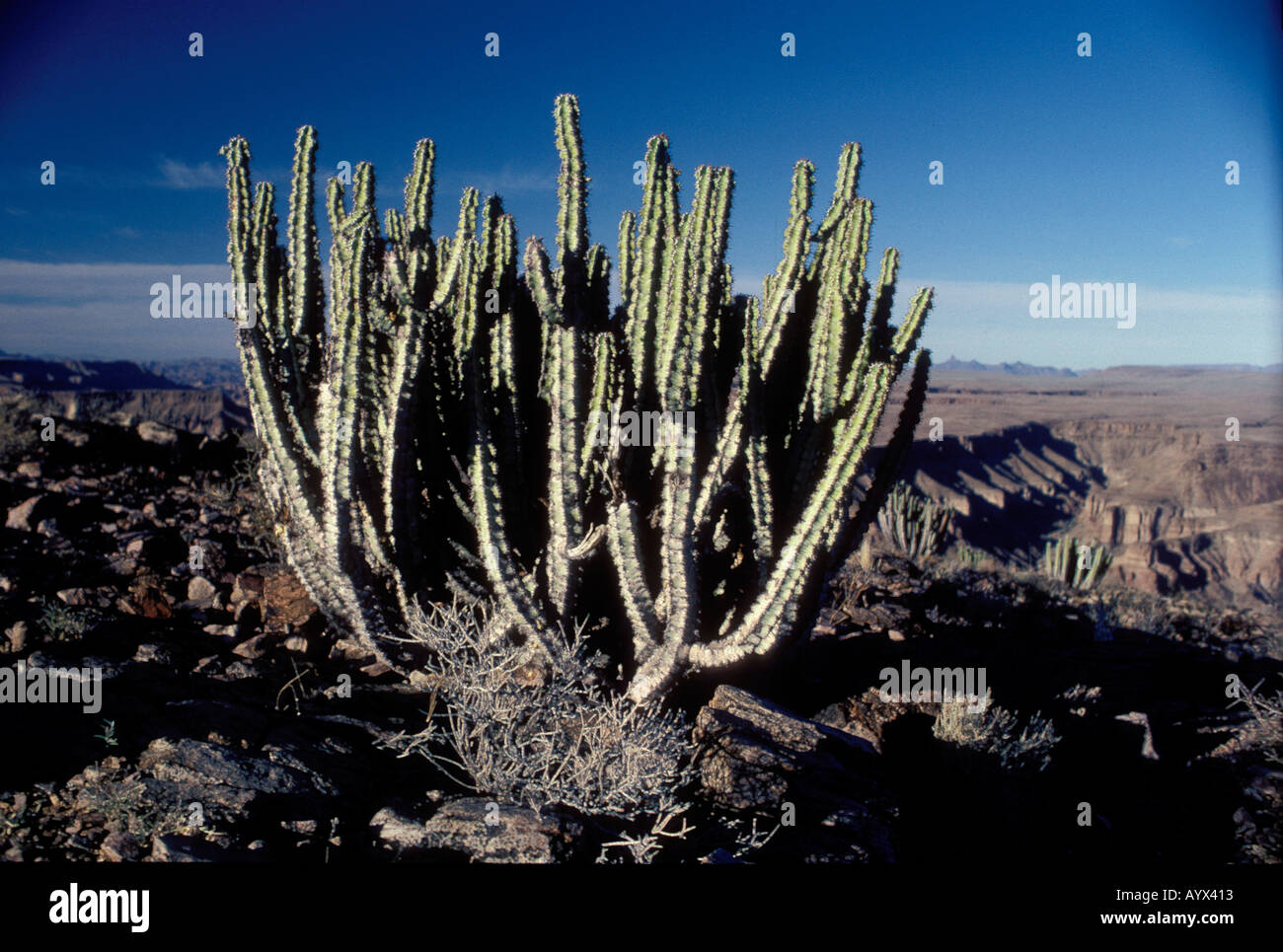 La Namibie Euphorbia développer au-delà de Fish River Canyon Banque D'Images