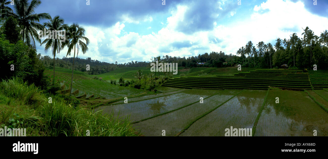 Panorama de rizières près de Ubud Bali Banque D'Images