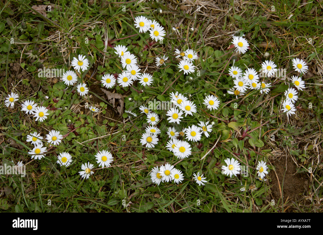 Daisy Daisy pelouse commune, ou l'anglais, Daisy, Asteraceae Bellis perennis Banque D'Images