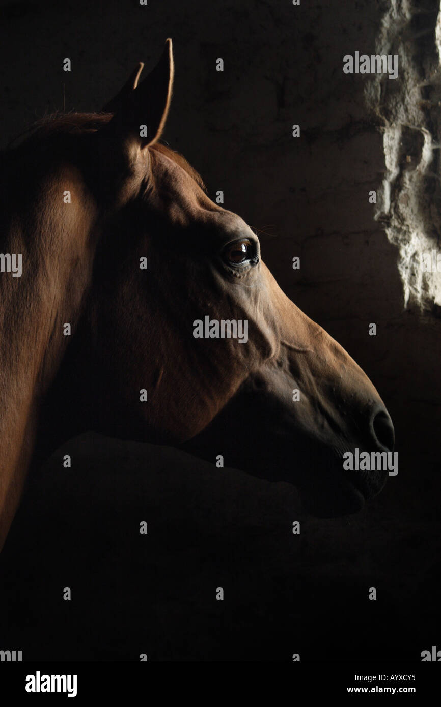 Le cheval rouge dans une pièce sombre Banque D'Images