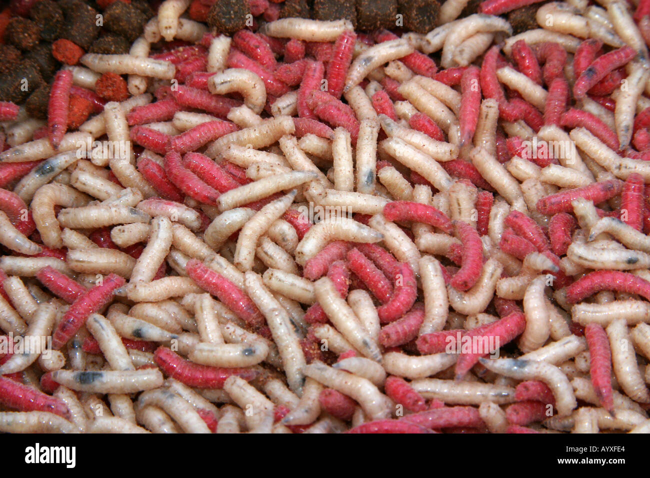 Les asticots colorés pour la pêche d'appâts. Banque D'Images