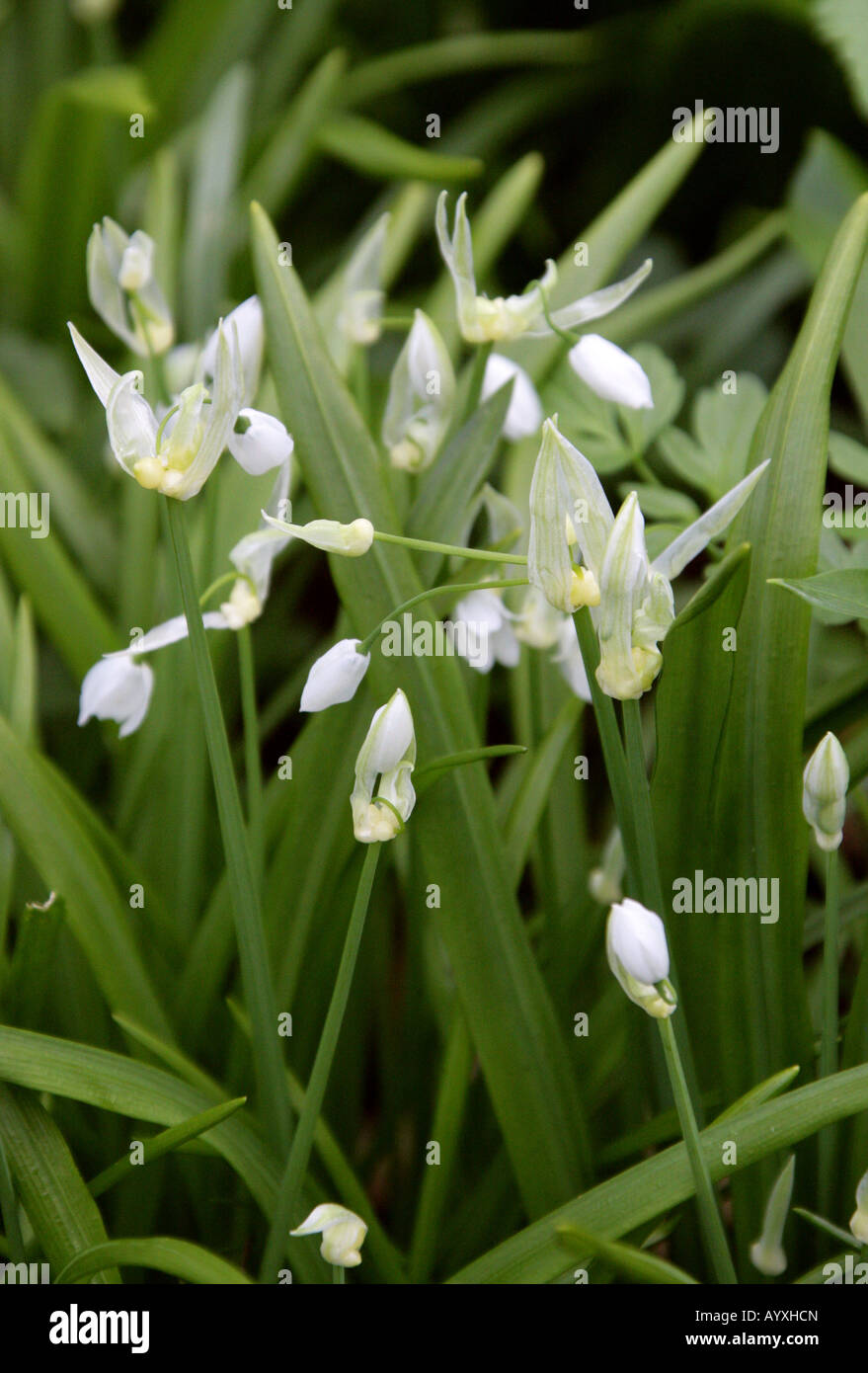 Few Flowered poireau ou few flowered Ail, Allium paradoxum, Liliaceae Banque D'Images