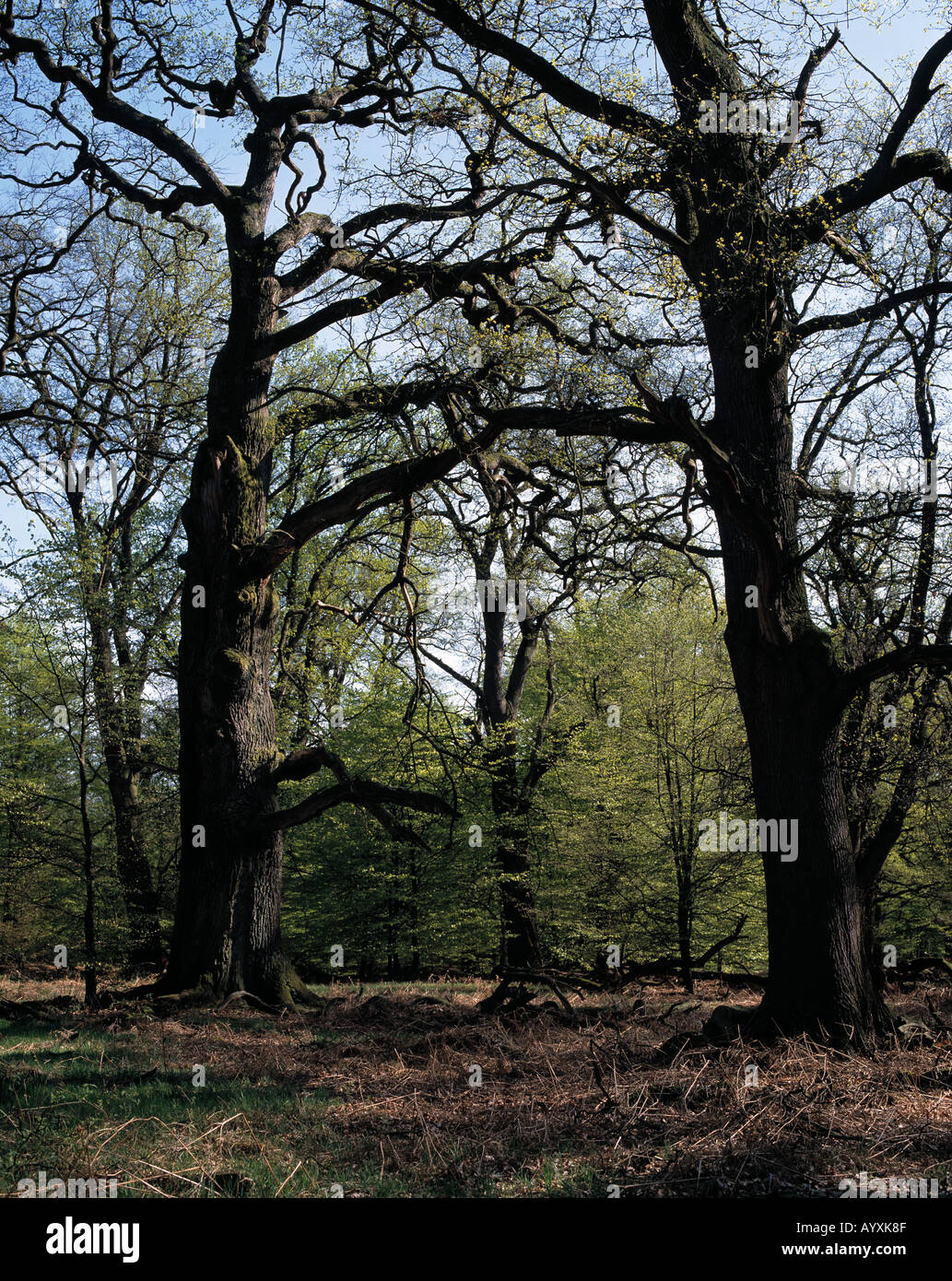 Riesenbaeume im Urwald Sababurg, Warburg, Hessisches Bergland, Reinhardswald, Hessen Banque D'Images