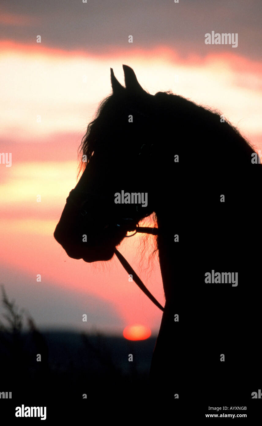 Cheval frison Friesenpferd Banque D'Images