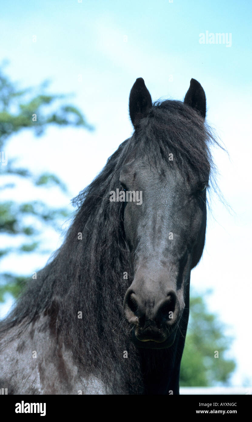 Cheval frison Friesenpferd Banque D'Images