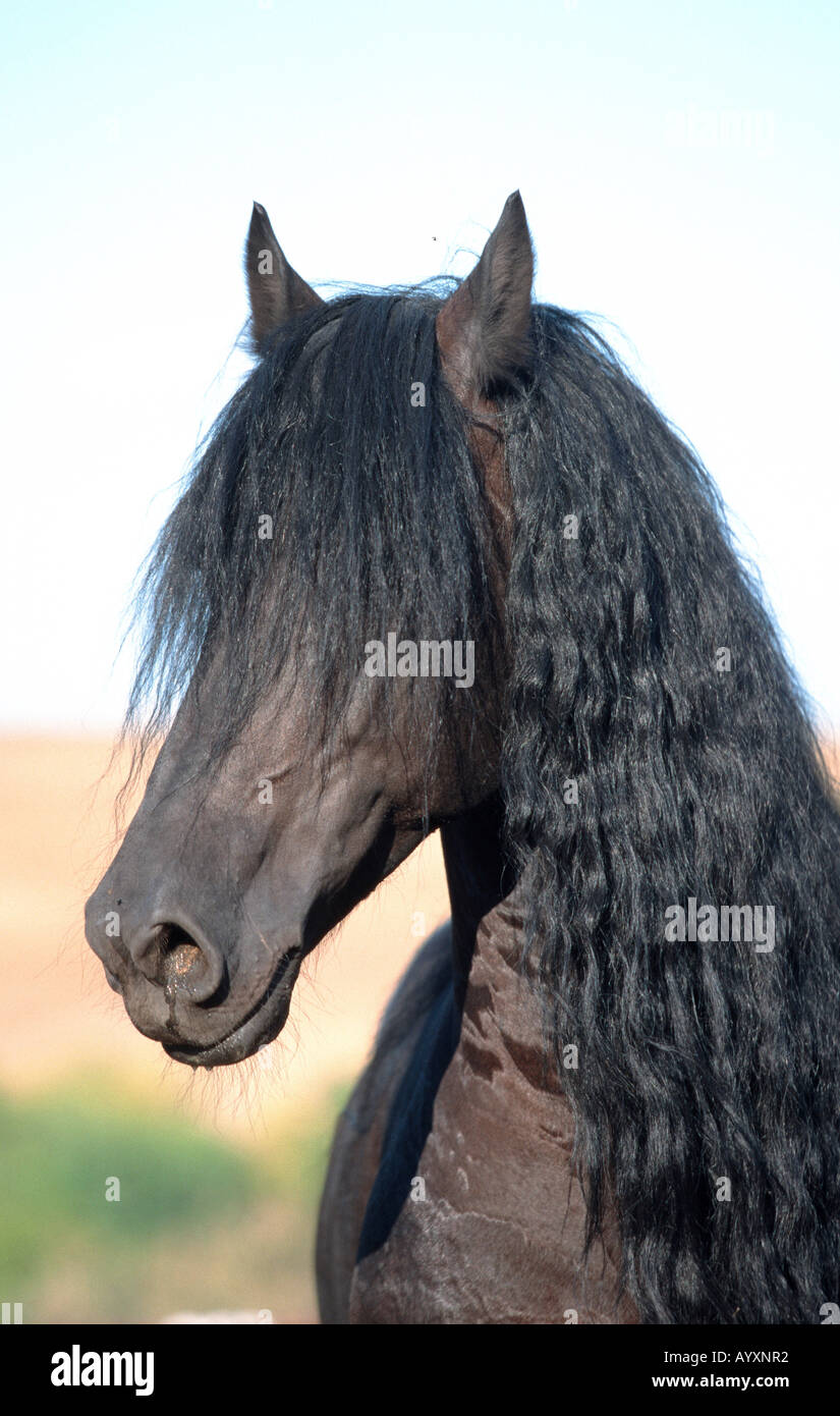 Cheval frison Friesenpferd Banque D'Images