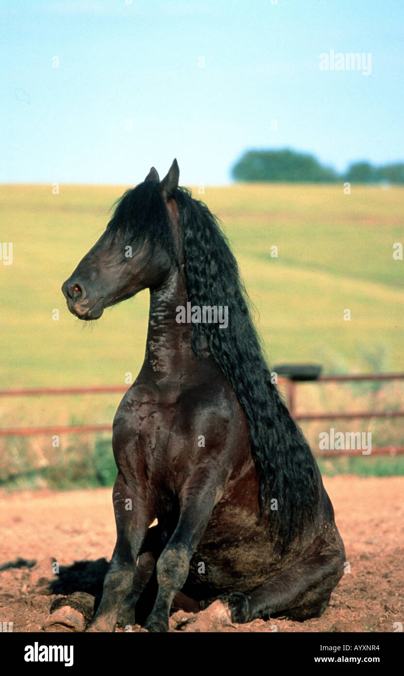 Cheval frison Friesenpferd Banque D'Images