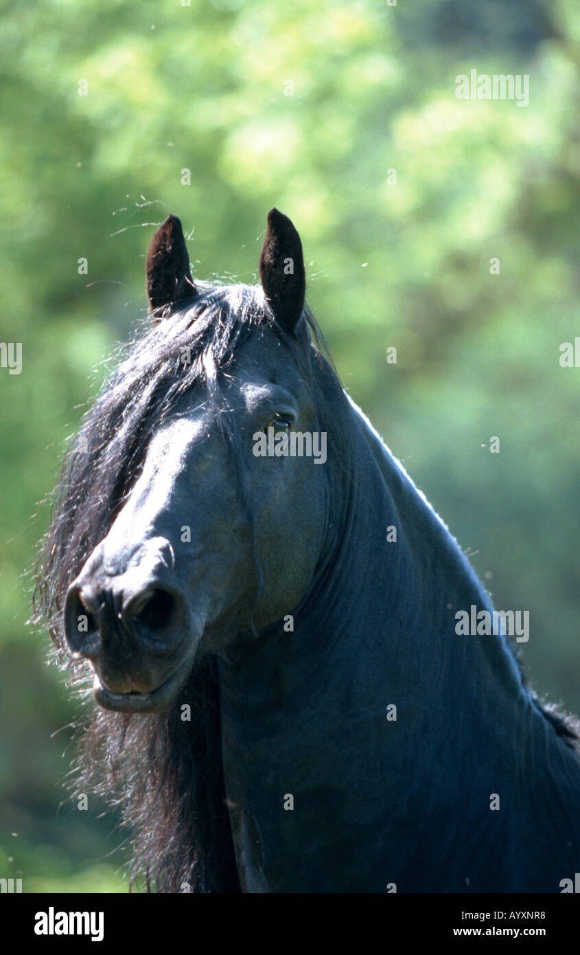 Cheval frison Friesenpferd Banque D'Images
