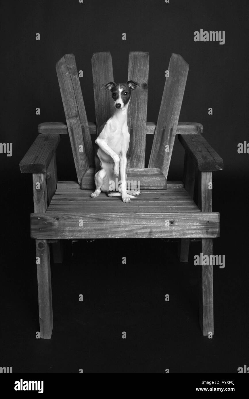 Photo noir et blanc de lévier italien On Chair Banque D'Images