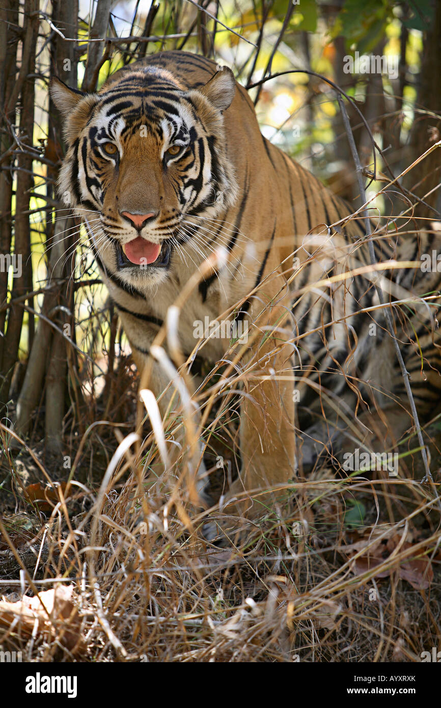 Homme tigre (Panthera tigris) est un mammifère de la famille des félidés, Kanha National Park. Banque D'Images