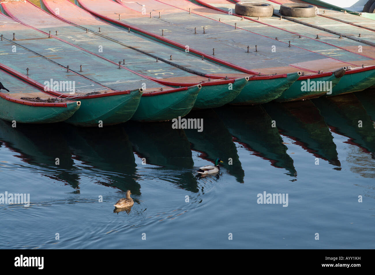 Deux canards nager par les coques de bateaux swan regroupés dans la bibliothèque publique de Boston Boston Massachusetts Banque D'Images