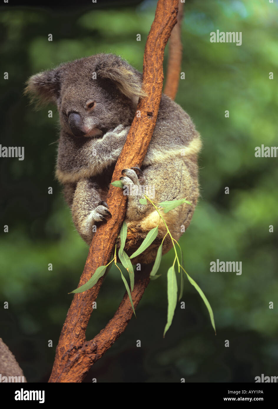 Koala Phascolarctos cinereus Direction générale de s'accrocher à Banque D'Images