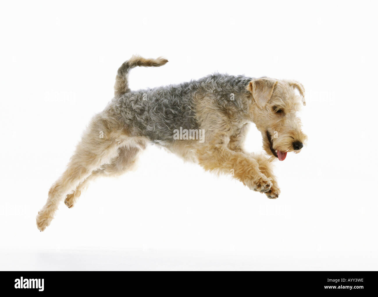 Lakeland Terrier - saut en cu Banque D'Images