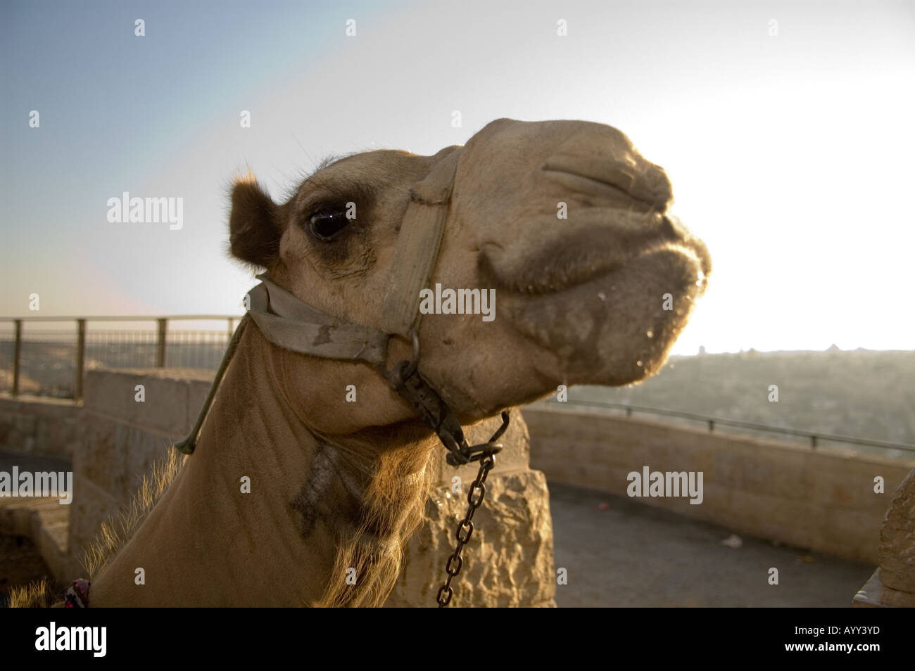 Photo de paysage d'un gros plan d'une tête de chameau sur la ville de Jérusalem Banque D'Images