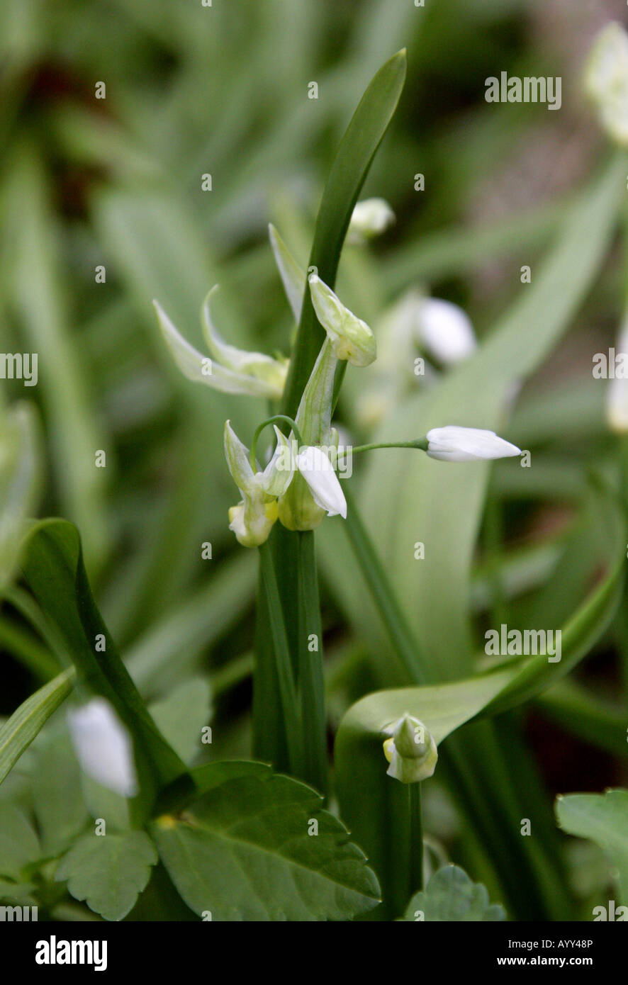 Few Flowered poireau ou few flowered Ail, Allium paradoxum, Liliaceae Banque D'Images