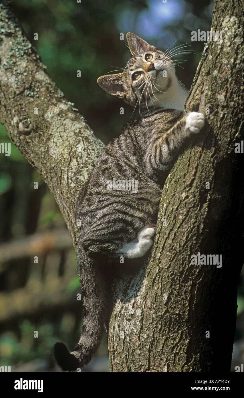 Chaton - escalade on tree Banque D'Images