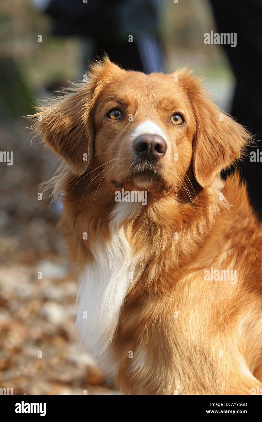 Nova Scotia Duck Tolling Retriever - portrait Banque D'Images