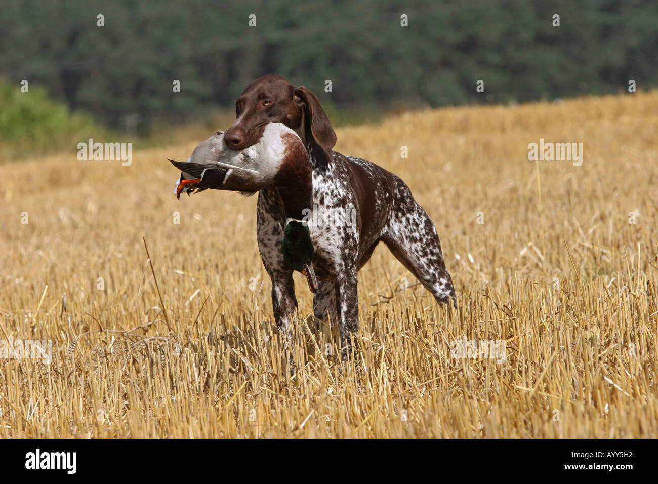 Pointeur allemand à poil court. Un chien adulte récupère un colvert mâle. Allemagne Banque D'Images