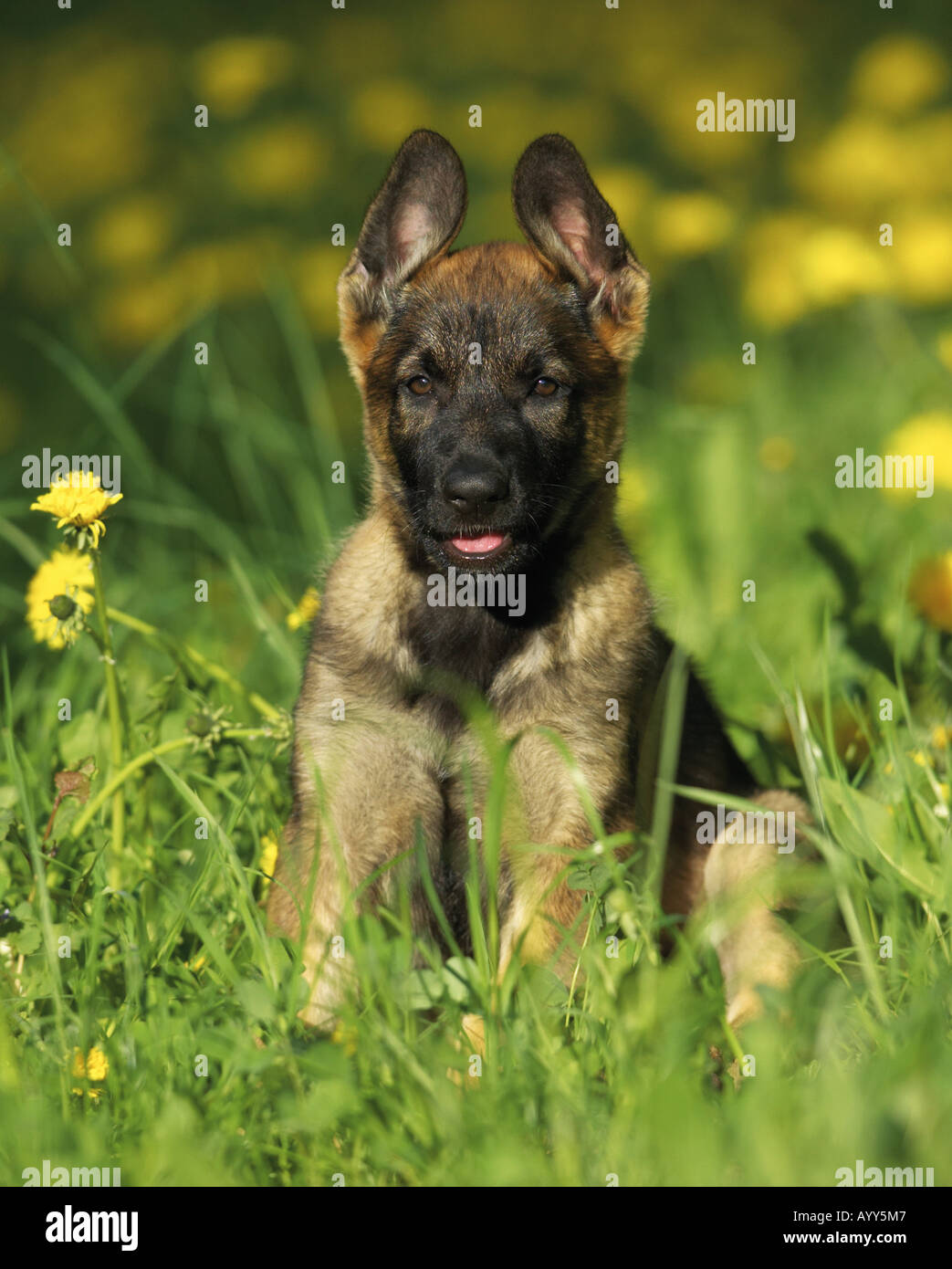 Chiot berger allemand - sitting on meadow Banque D'Images