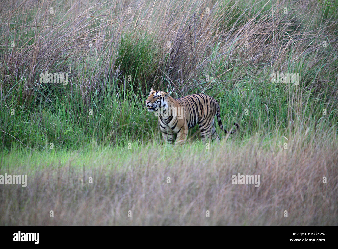 Homme énorme tigre (Panthera tigris) est un mammifère de la famille des Félidés à Bandhavgarh National Park, Banque D'Images